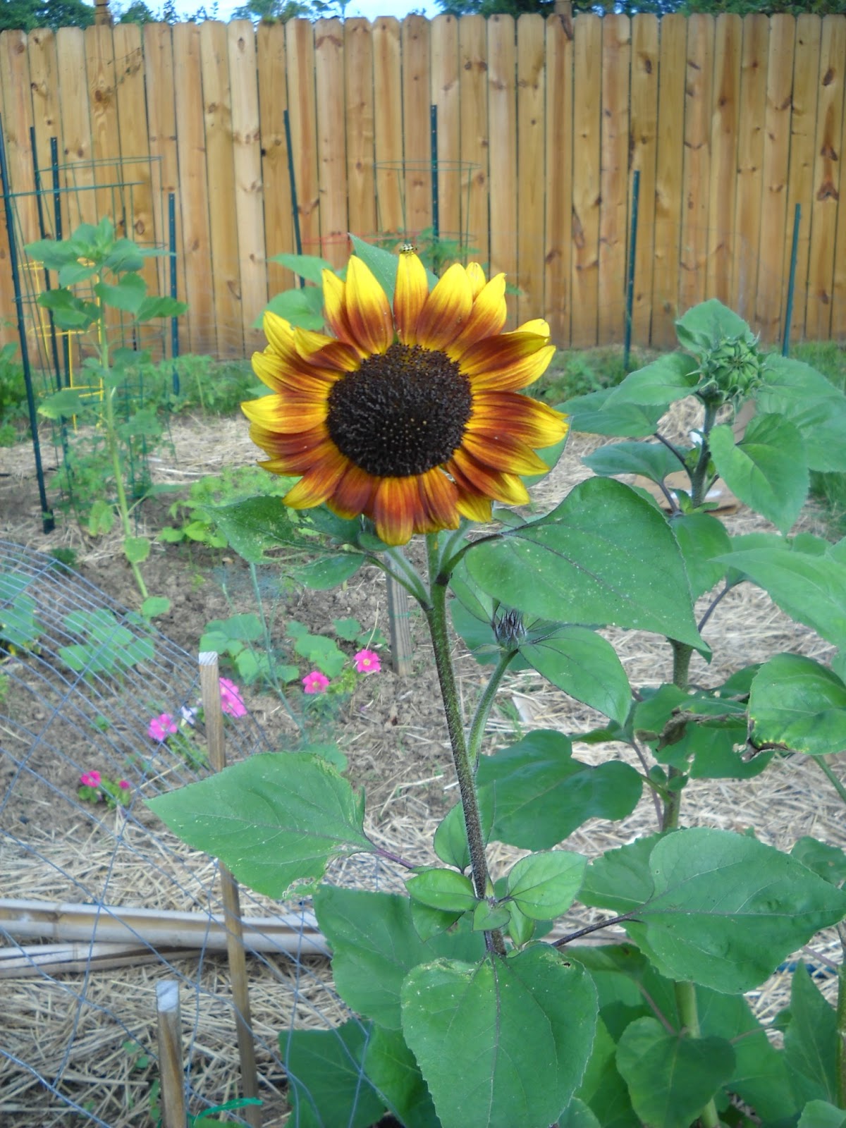 A Diva's Garden Sunflowers In The Vegetable Garden