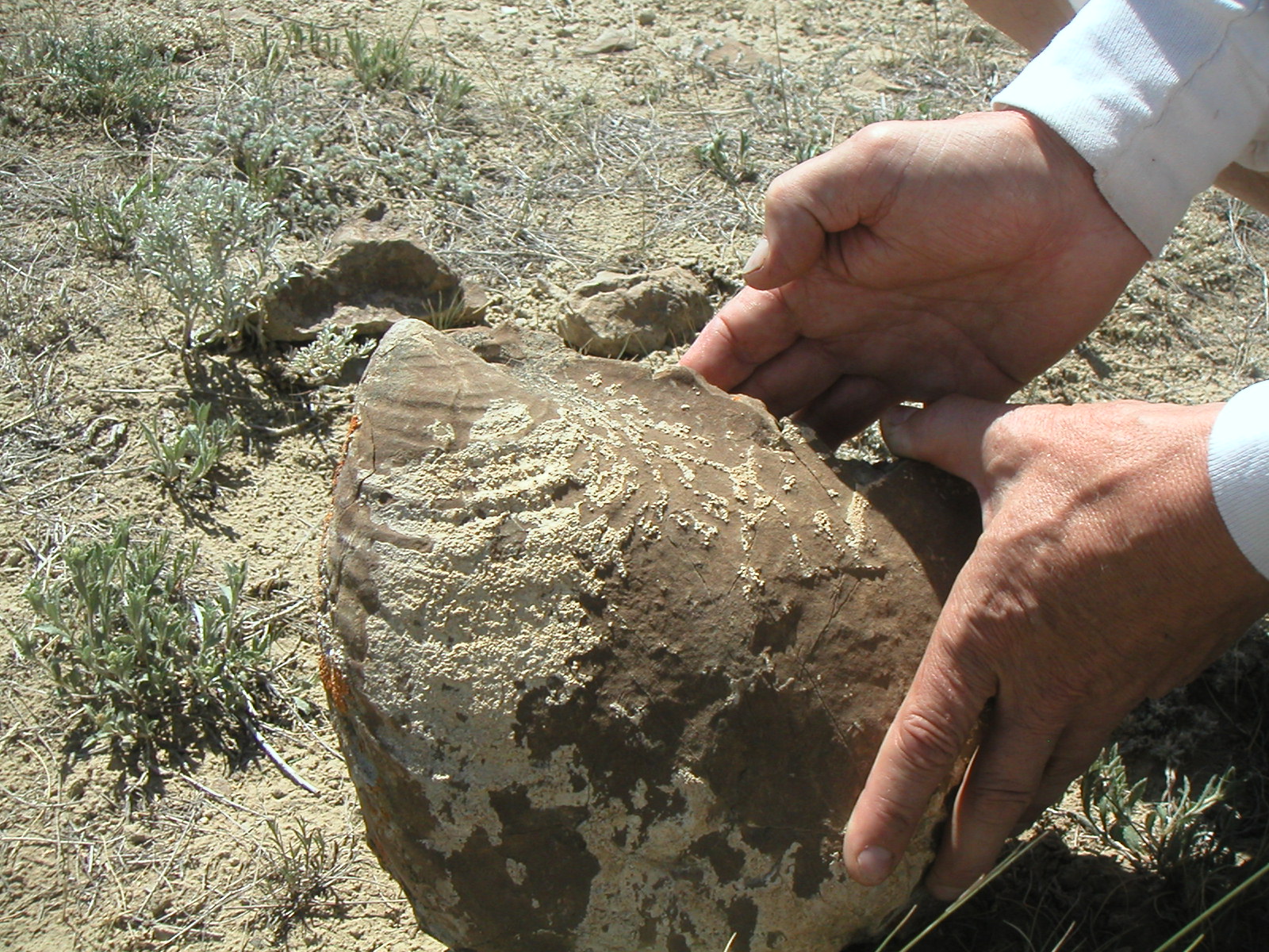 The Natural World The Story of the Kremmling Ammonite Site and a