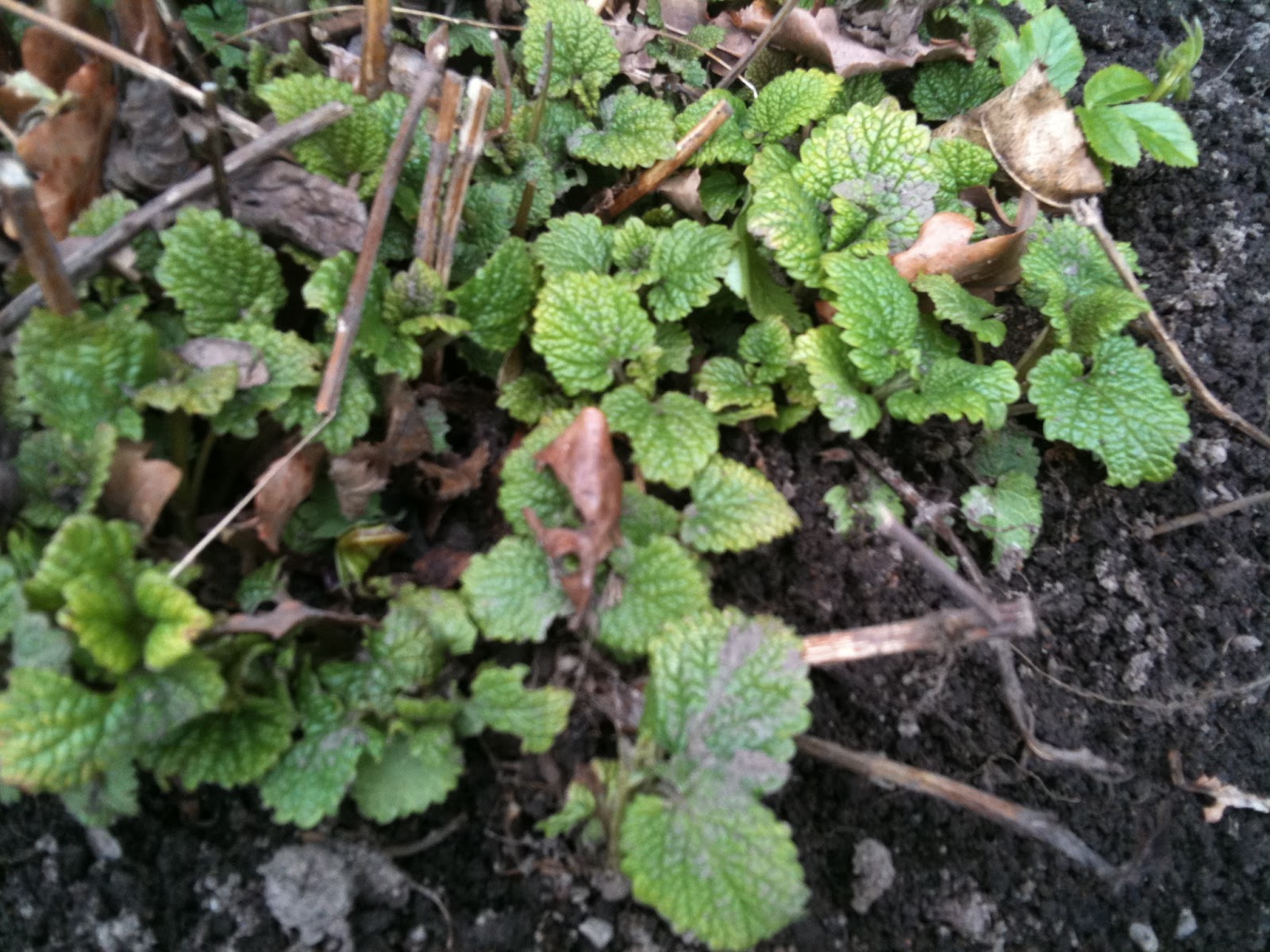 Trädgårdsdags: april 2012