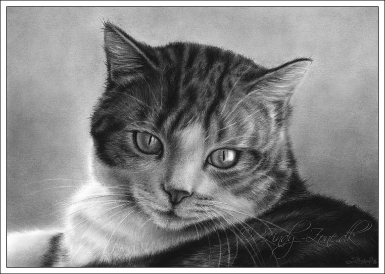 Charcoal Cat Drawings