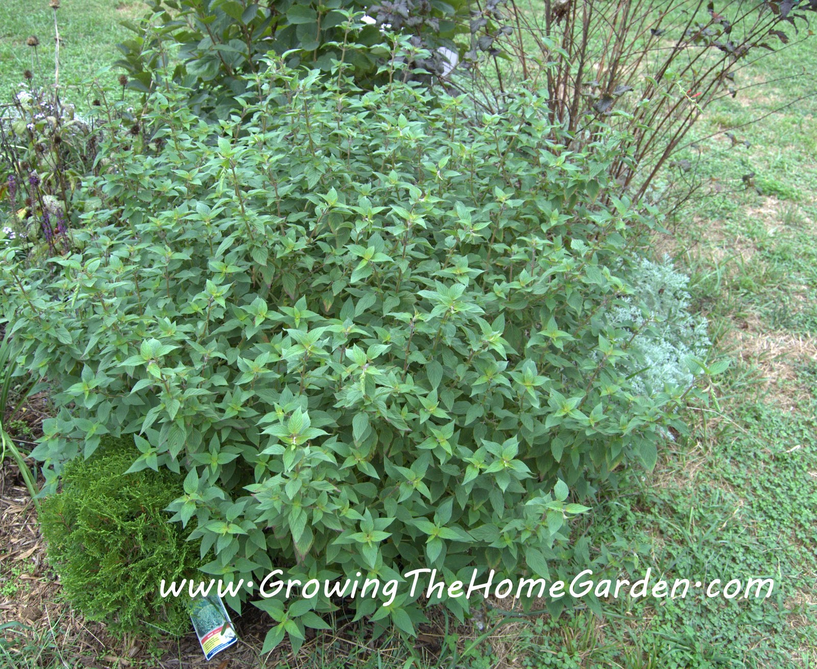 Pineapple Sage Still Not Blooming! Growing The Home Garden