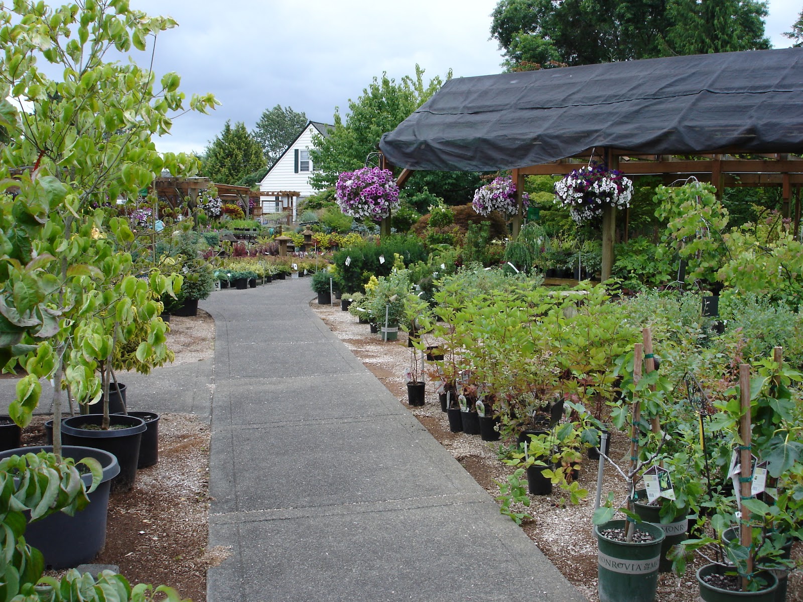 The Outlaw Gardener Vassey Nursery A family affair