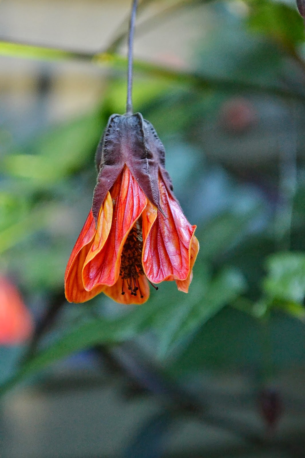 The Practical Plant Geek