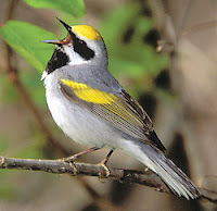 Golden-winged Warbler