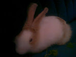 cute rabbit....