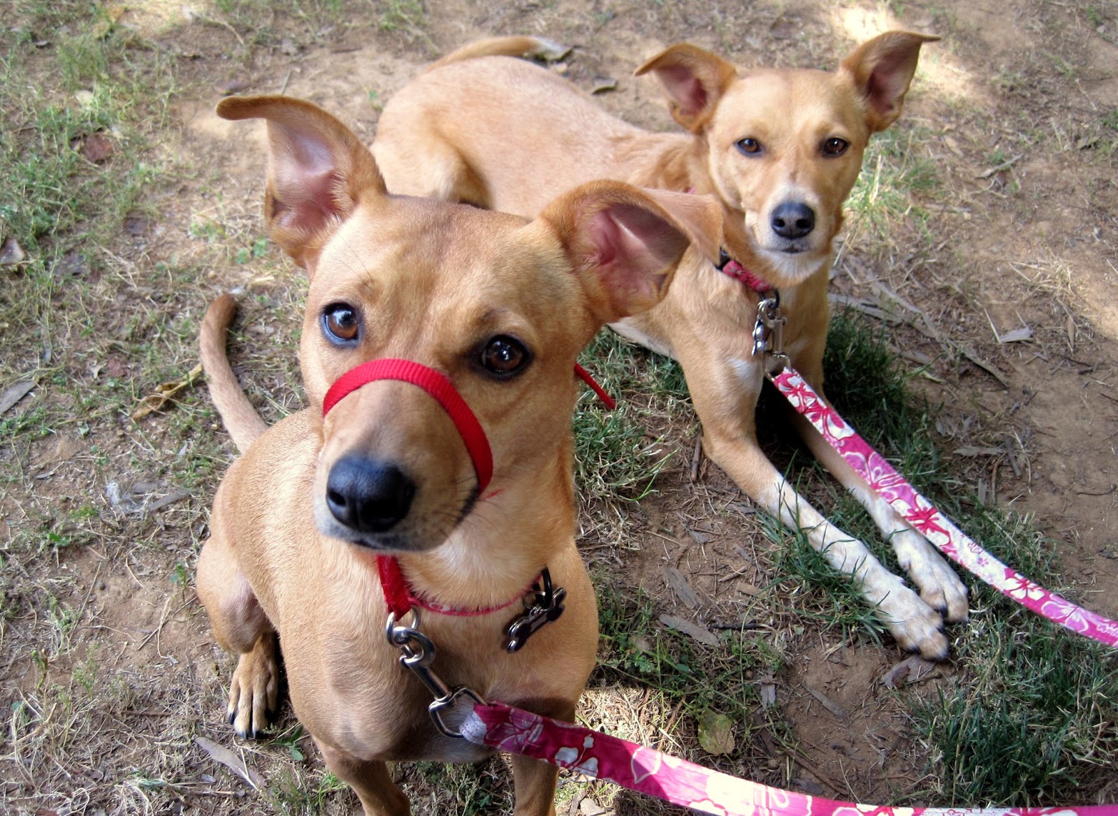 ZoePhee Why Managing & Training Your Reactive Dog is So Important!