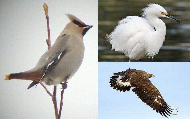 My Rouge Bunny Rouge Trio with Snowy Egret, Bohemian Waxwing, Eclipse Eagle