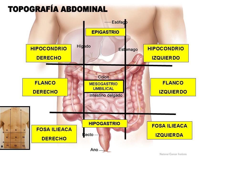 DIVISION DEL ABDOMEN PDF DOWNLOAD DIVISION DEL ABDOMEN PDF DOWNLOAD