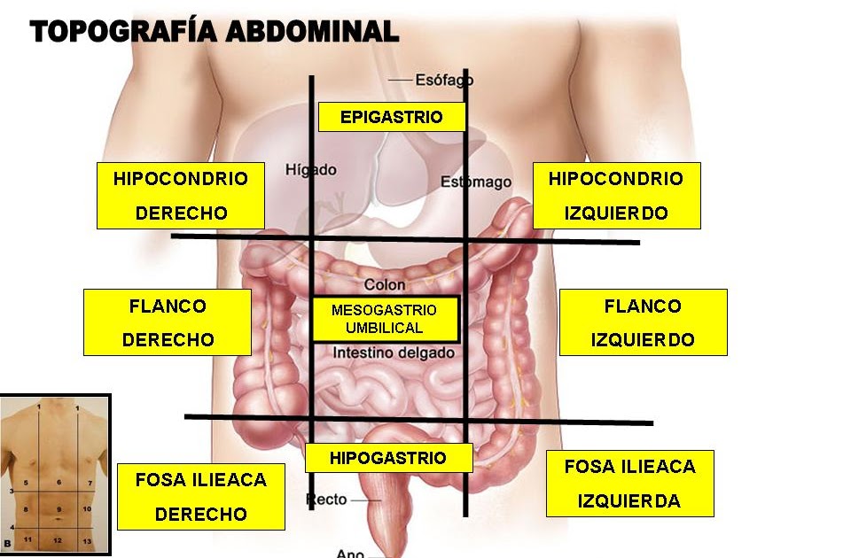 CONOCIMIENTOS BÁSICOS NURSING DIVISION TOPOGRAFICA DEL ABDOMEN