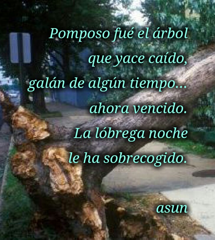 POMPOSO FUÉ EL ÁRBOL...