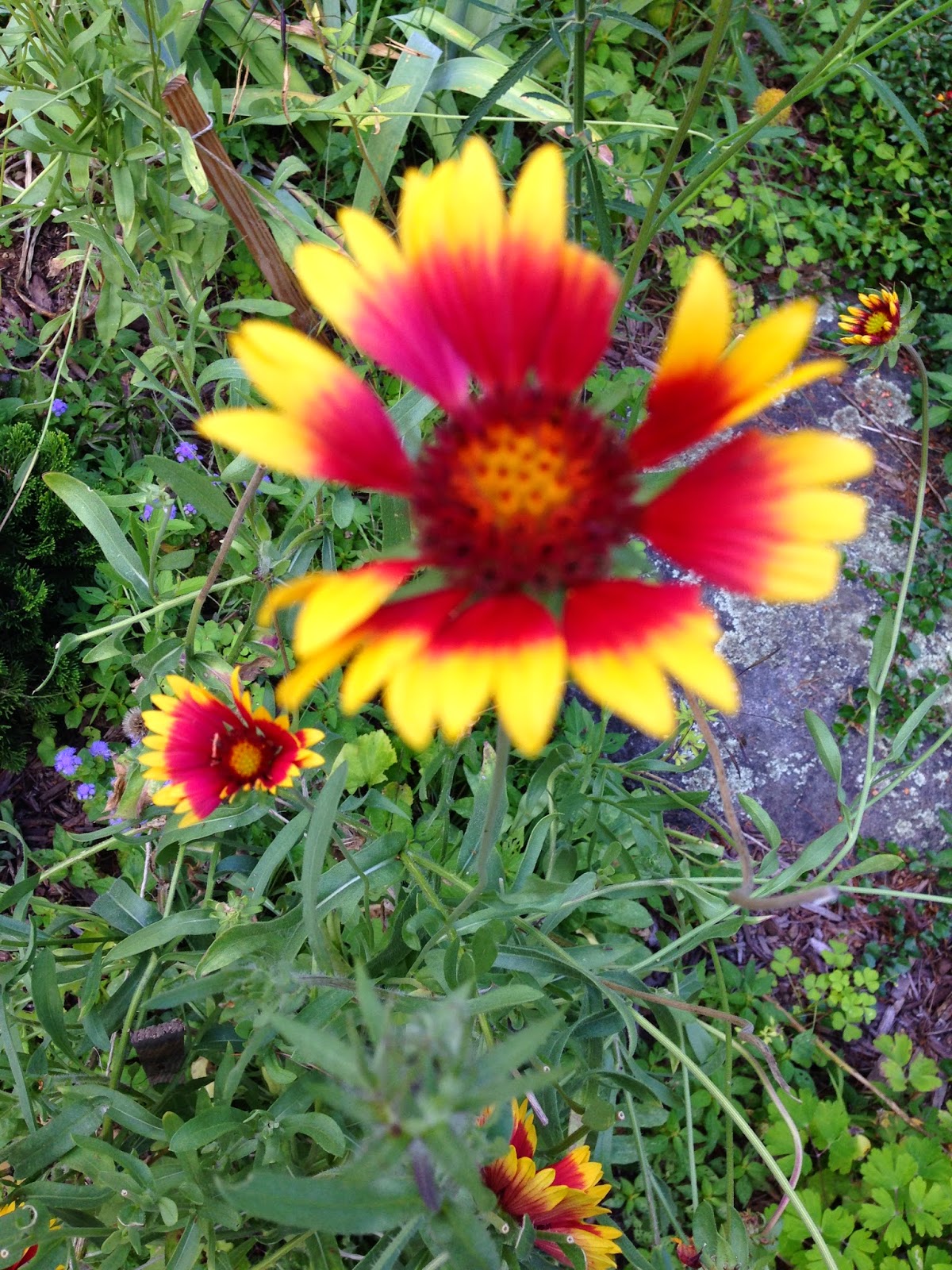 DesignsandEvents The Joy of Late Blooming Summer Perennials