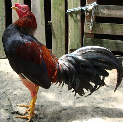 Postura Original Del Gallo Fino Bate Autentico Puro Finesa Postura Original Del Gallo Fino Bate Autentico Puro Finesa