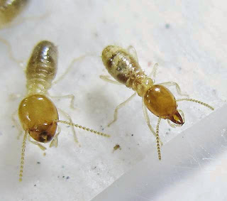 Hypotermes termites