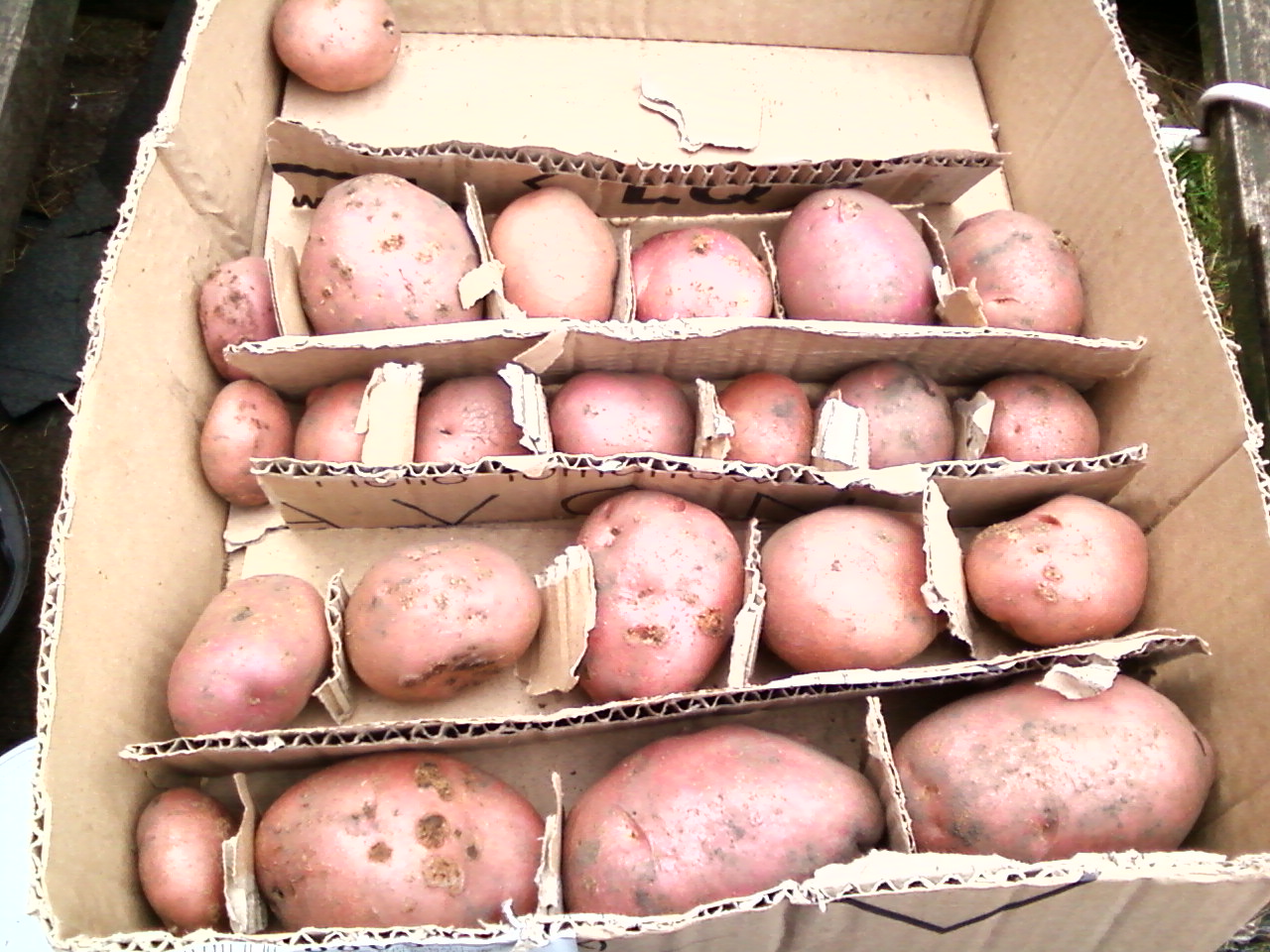 Cash and Carrots potato packing