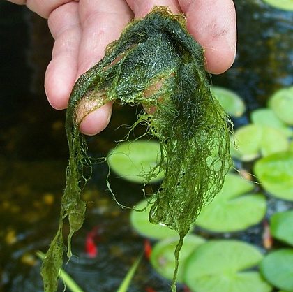 algae weed string pond ponds water control blanket alage pea coolgarden soup tank filamentous filter august filled