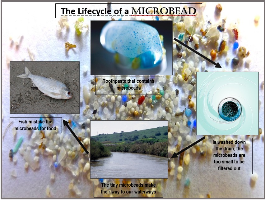 Ecolife Project Portland State University The Lifecycle of Microbeads