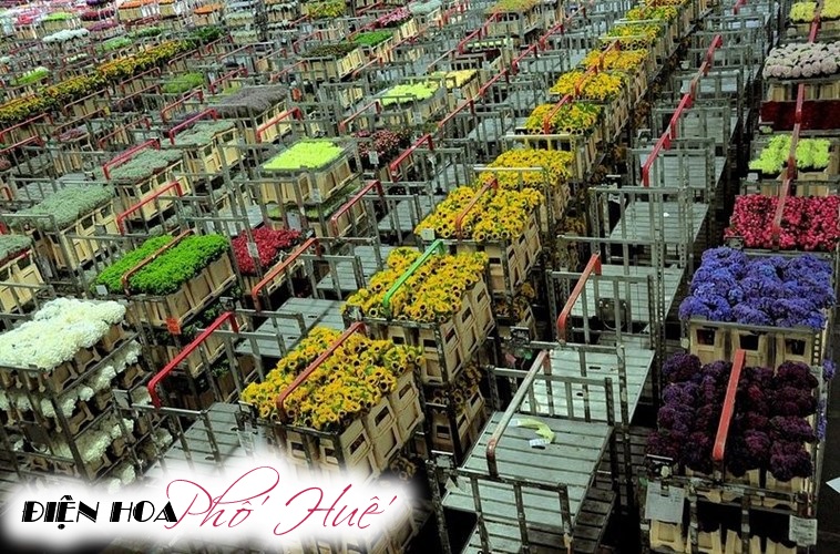 [Image: Ghe-tham-cho-hoa-tuoi-khong-lo-o-Ha-Lan-4.jpg]