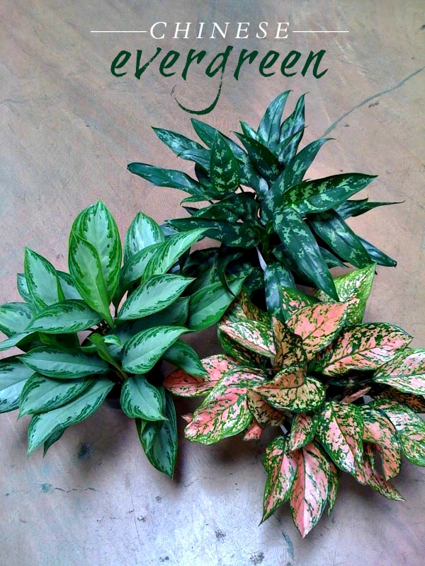 Exotic Plants Plant of the Week