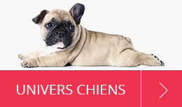 Univers Chien