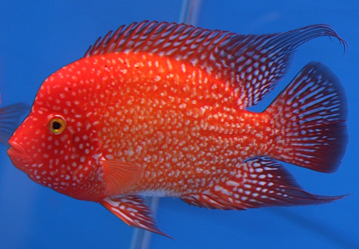 akvaryum habitat
