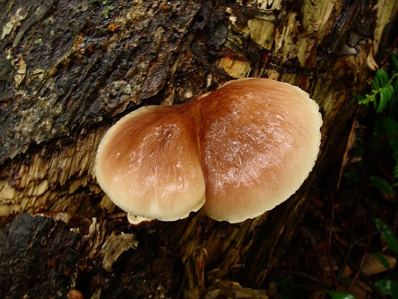 AccessJ 5 Types of Poisonous Japanese Wild Mushroom