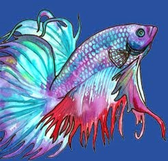 Betta splendens