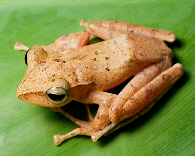 Golden Tree Frog (Polypedates spp.) Care Sheet >> Amphibian Care