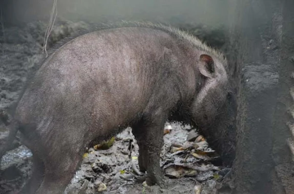 palawan bearded pig
