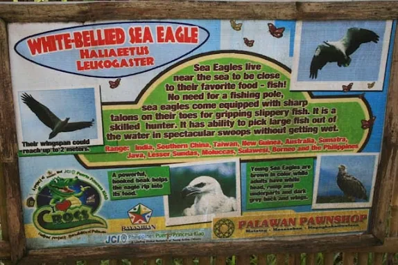 white bellied sea eagle