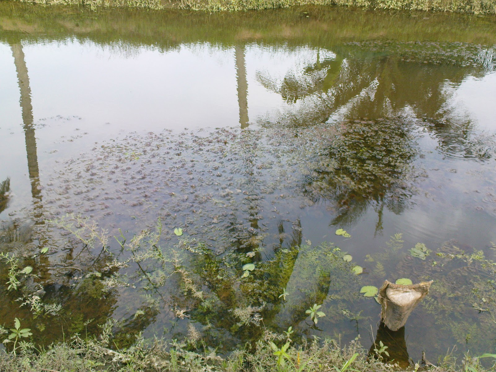 Stop My Suffering Some water plants