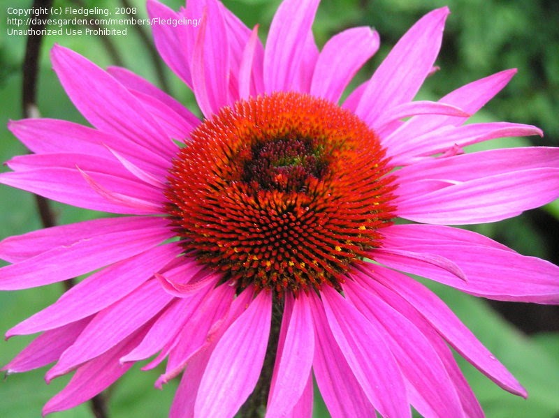 CRISTALES Y HIERBAS LA ECHINACEA