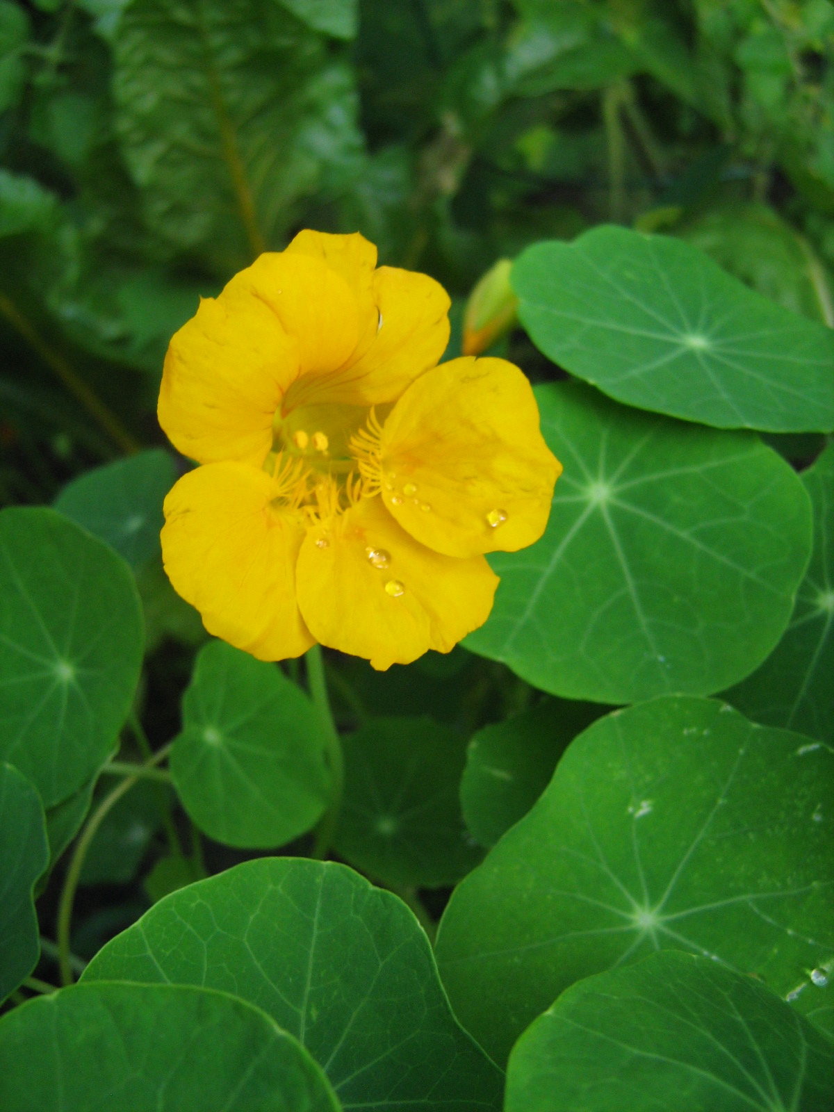 Le Retour Chez Canelle Arbuste En Fleur