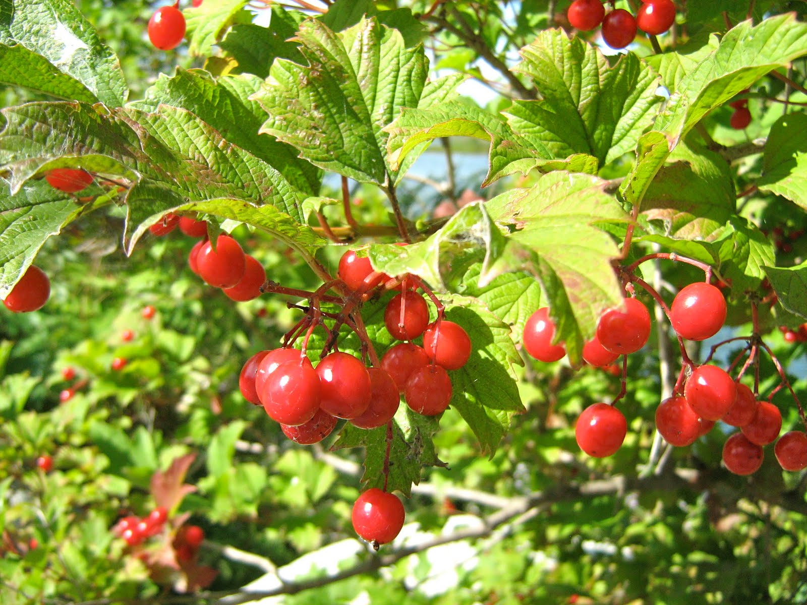 Phyto Files Viburnum Opulus European Cranberry Bush Highbush