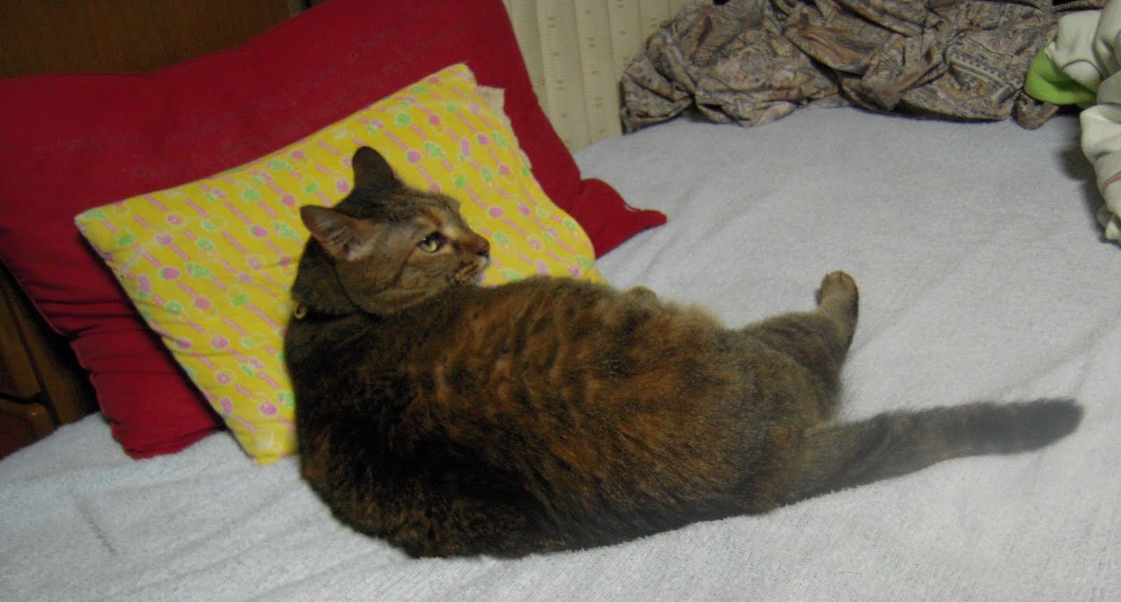 ミーコのハンティング日記: 肉割れならぬ毛皮割れ