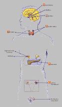 SISTEMA ENDOCRINO