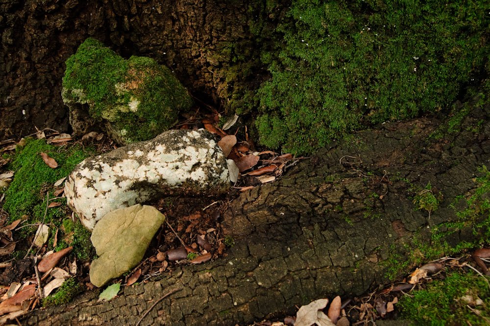 [lineas_10IMG_653617.jpg]