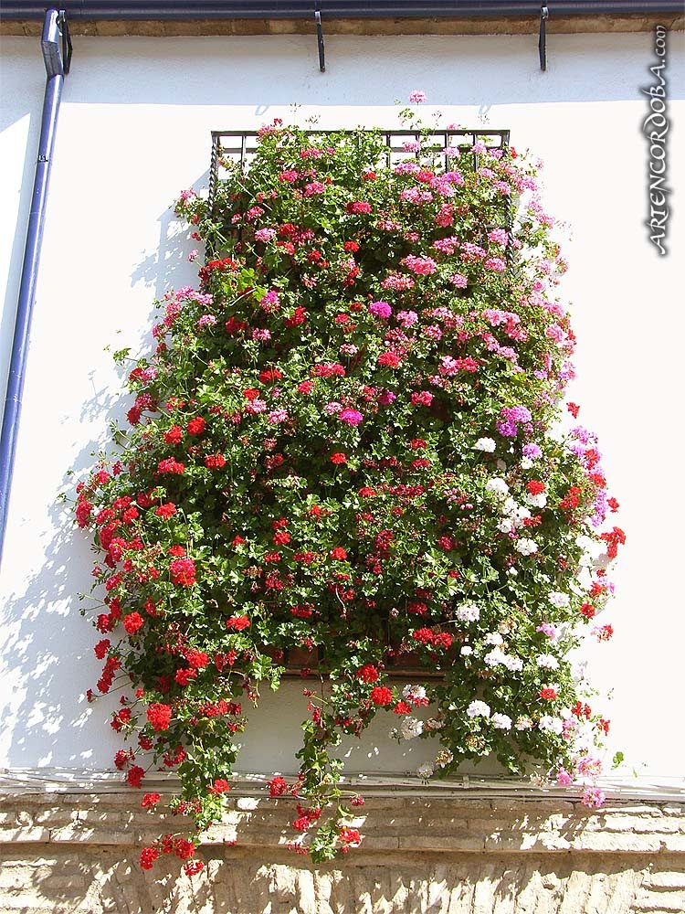 B'Chica: De patios con flores