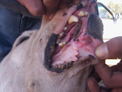 PERRO CON FRACTURA MANDIBULAR