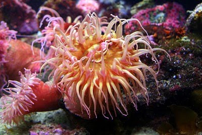 [Coral-Photography+(12).jpg]