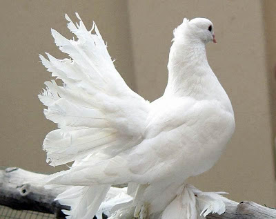 வண்ண வண்ண புறாக்கள். Loveable-Pigeon+%287%29