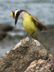 Benteveo o Bicho feo (Pitangus sulphuratus)