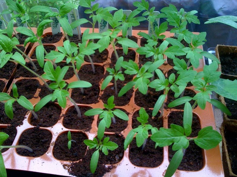 Ground Cover Pruning Tomatoes?