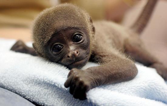 [baby_monkey_2.jpg]