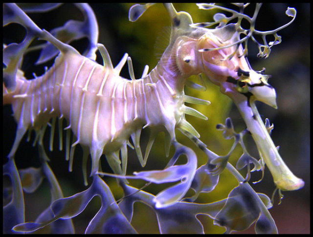 مخلوق غريب في البحار Amazing+Underwater+Sea+Creatures+Photos+%25284%2529