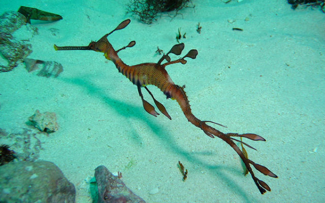 مخلوق غريب في البحار Amazing+Underwater+Sea+Creatures+Photos+%25286%2529