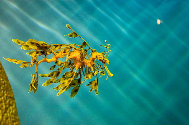 مخلوق غريب في البحار Amazing+Underwater+Sea+Creatures+Photos+%25287%2529