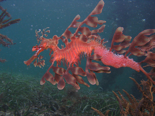 مخلوق غريب في البحار Amazing+Underwater+Sea+Creatures+Photos+%25288%2529
