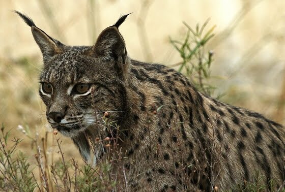 [Linces12.jpg]