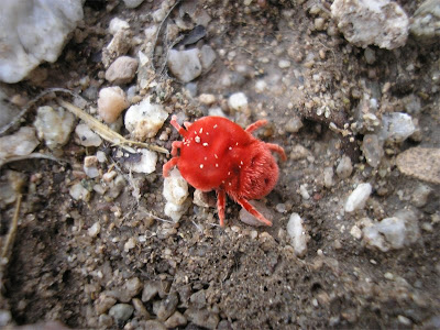نقره لتكبير أو تصغير الصورة ونقرتين لعرض الصورة في صفحة مستقلة بحجمها الطبيعي