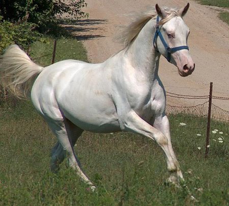 Kuda Arab